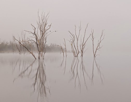 Honorable Mention, Landscape: Foggy Morning by Richard Strobel